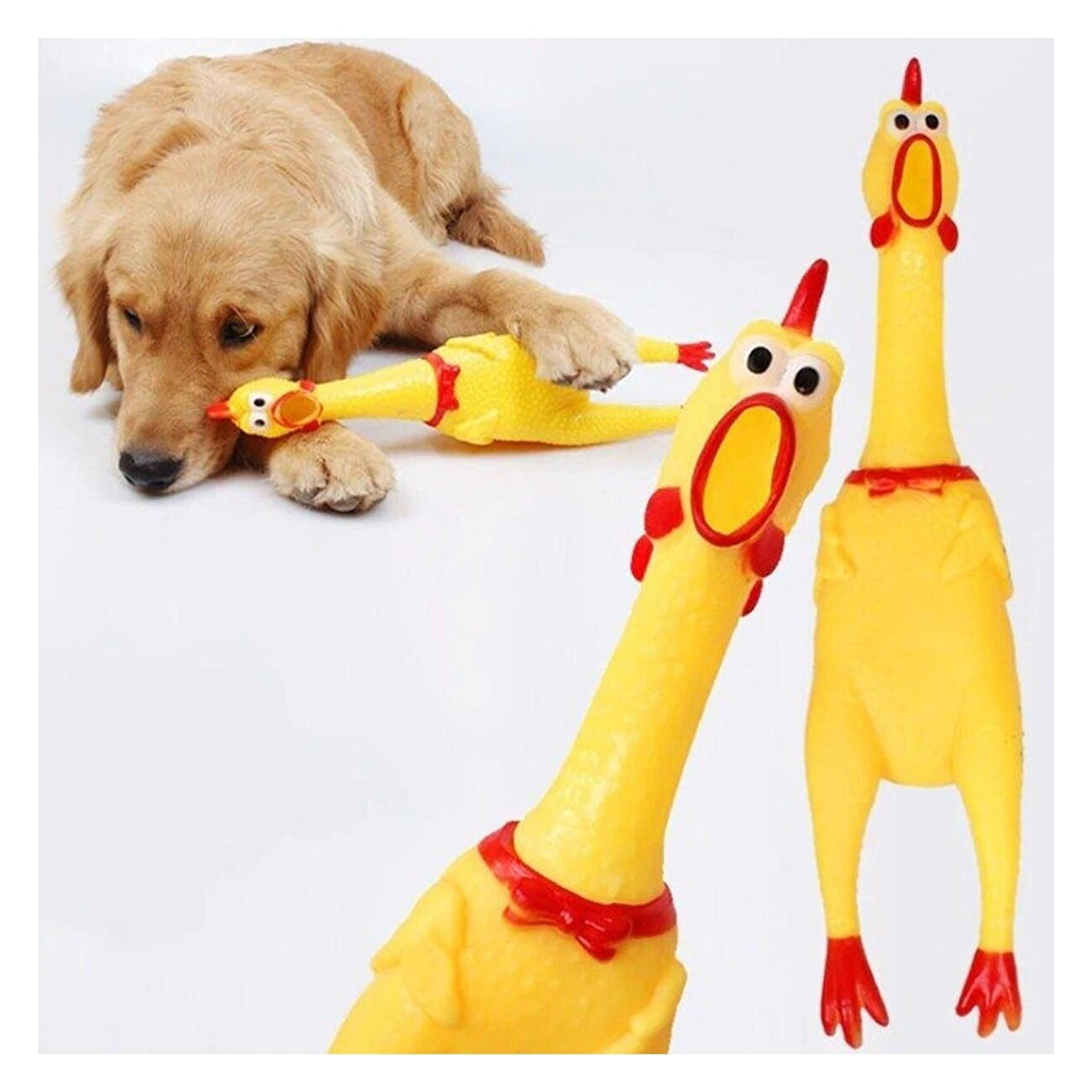 CAZIP ÖTEN TAVUK LARGE