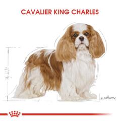royal-canin-cavalier-king-charles-yetiskin-kopek-mamasi-1-5-kg-9110-jpg_min.jpeg