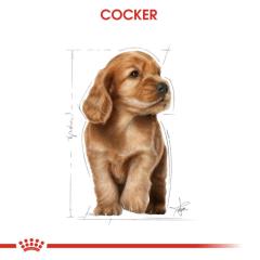 royal-canin-cocker-junior-yavru-kopek-mamasi-3-kg-9034-jpg_min.jpeg