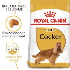 royal-canin-cocker-yetiskin-kopek-mamasi-3-kg-9026-jpg_min.jpeg