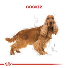 royal-canin-cocker-yetiskin-kopek-mamasi-3-kg-9028-jpg_min.jpeg