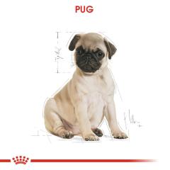 royal-canin-pug-junior-yavru-kopek-mamasi-1-5-kg-8694-jpg_min.jpeg