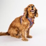 Pawstar Air-mesh Hearts Kedi Köpek Göğüs Tasması 2XSmall-1-8683642023129