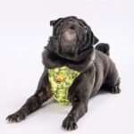 pawstar-greenossa-air-mesh-gogus-tasmasi-kedi-kopek-gogus-tasmasi-2-xsmall-gogus-tasmalari-pawstar-28864-19-B.jpg